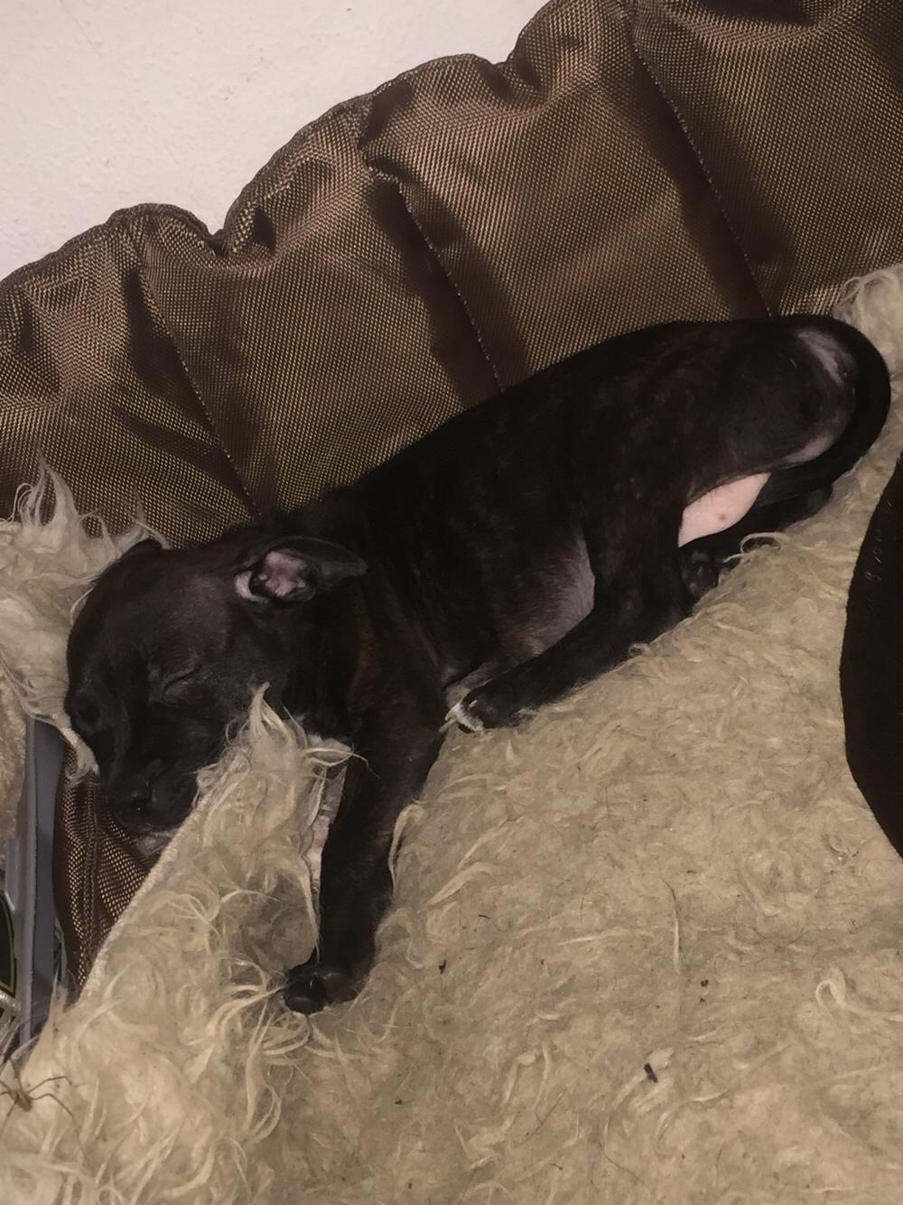 Staffordshire bull terrier Taya billede 4