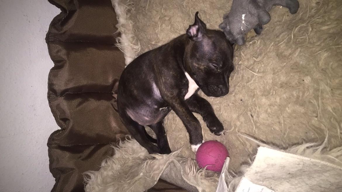 Staffordshire bull terrier Taya billede 3