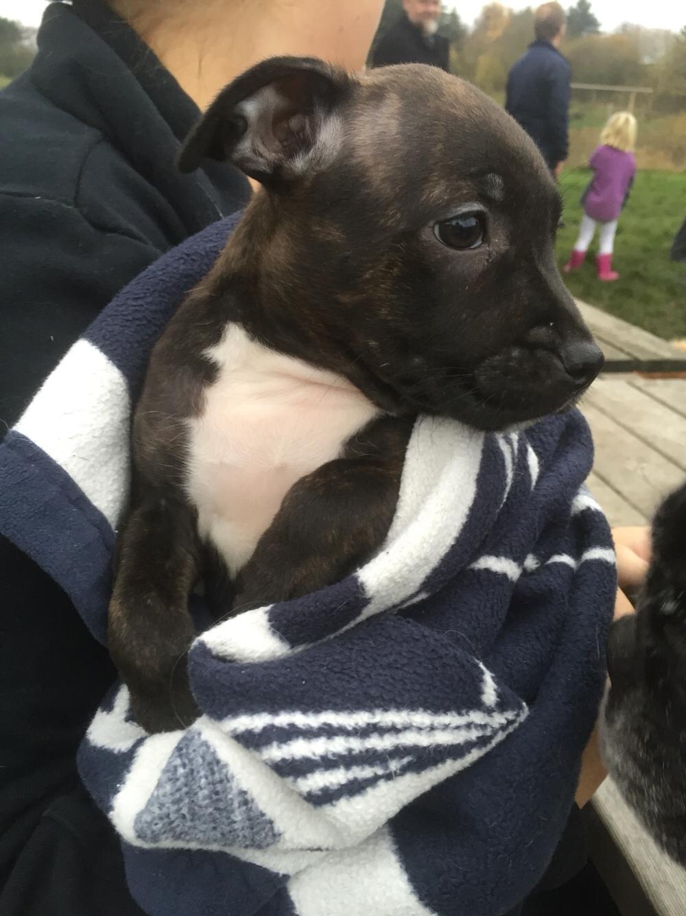 Staffordshire bull terrier Taya billede 5