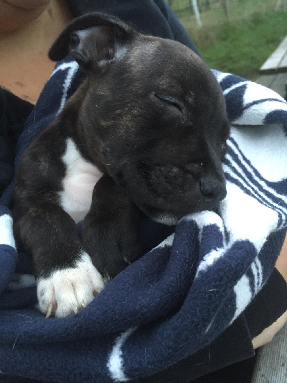 Staffordshire bull terrier Taya billede 6