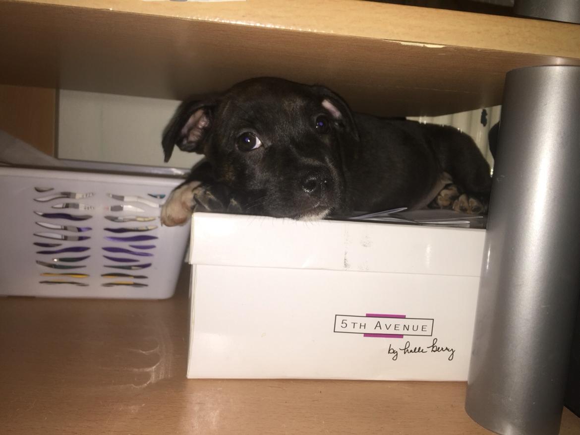 Staffordshire bull terrier Taya billede 7