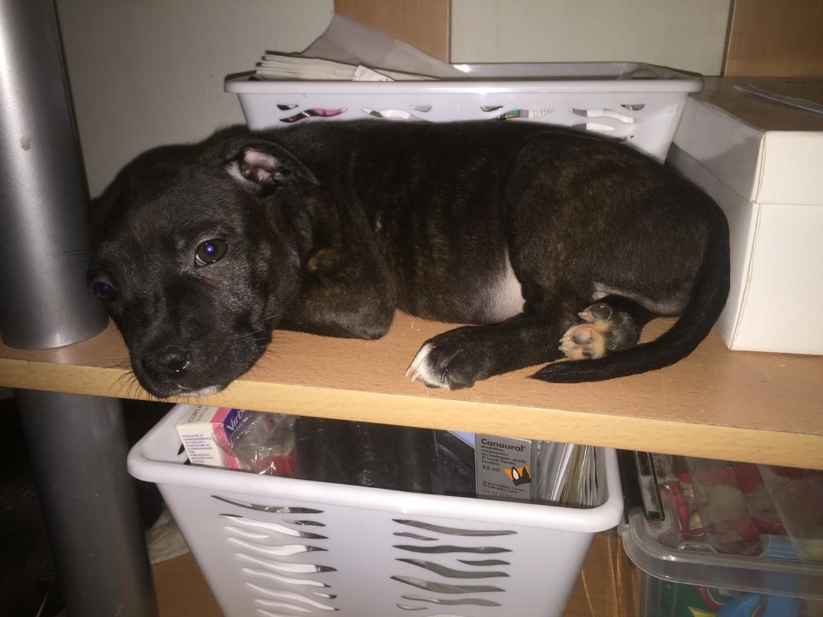 Staffordshire bull terrier Taya billede 8