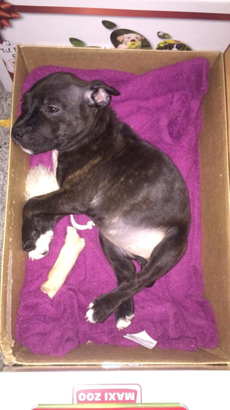 Staffordshire bull terrier Taya billede 9