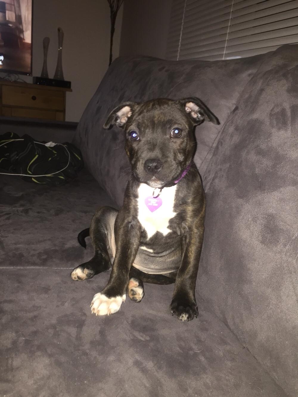 Staffordshire bull terrier Taya billede 11