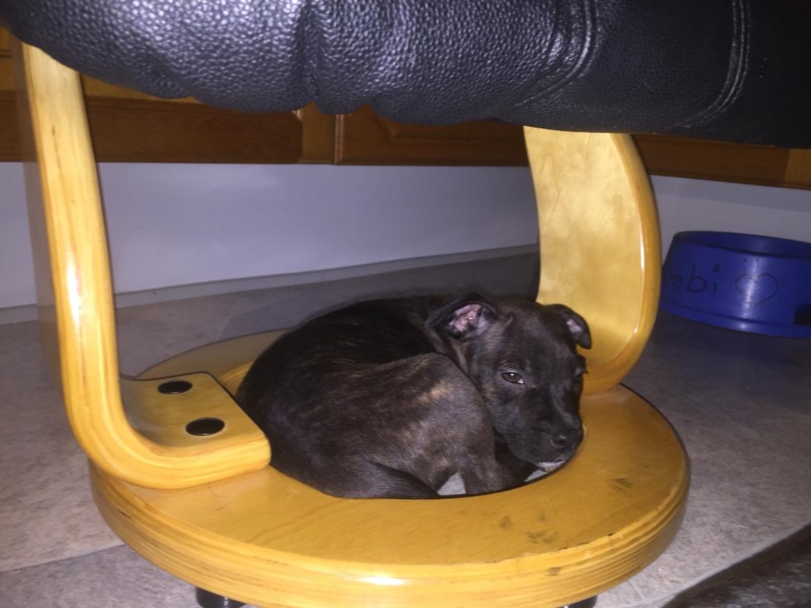 Staffordshire bull terrier Taya billede 10