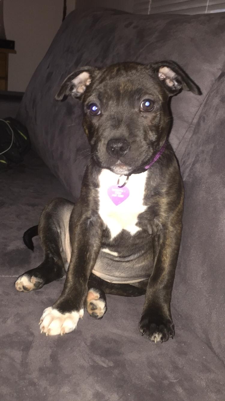 Staffordshire bull terrier Taya billede 12