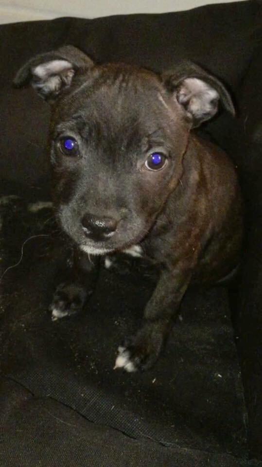 Staffordshire bull terrier Taya billede 13
