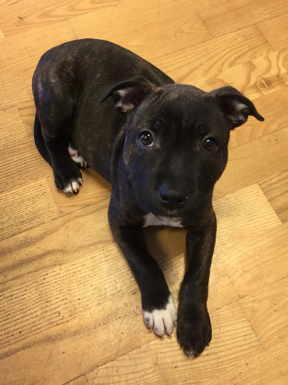 Staffordshire bull terrier Taya billede 14