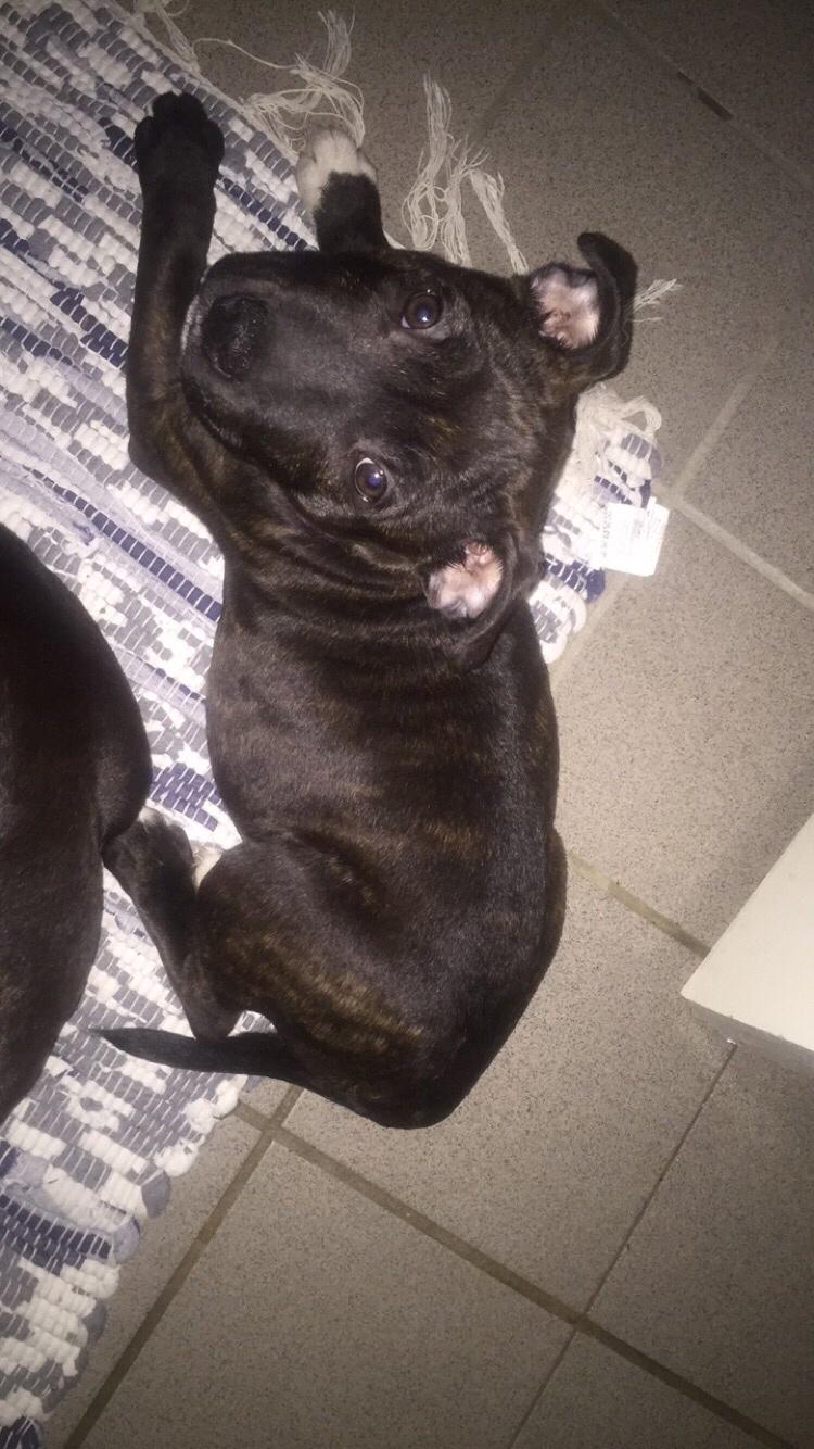 Staffordshire bull terrier Taya billede 15