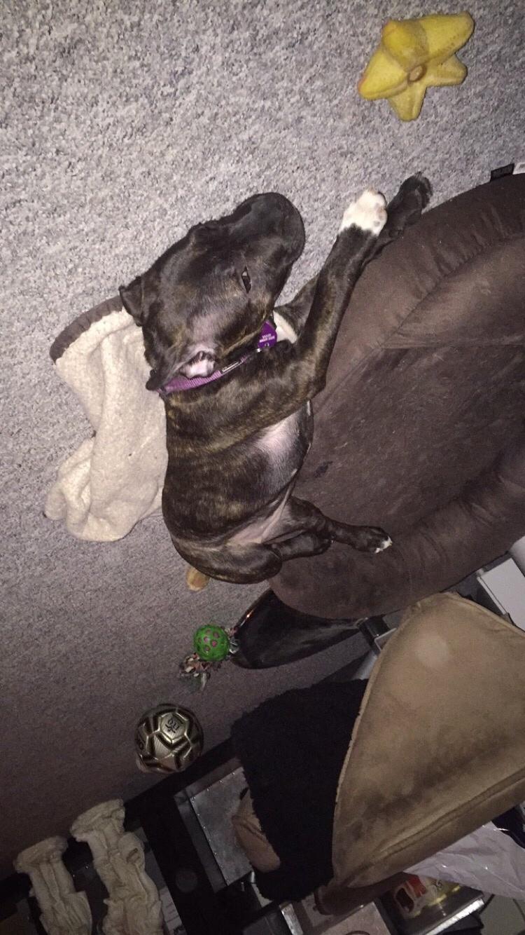 Staffordshire bull terrier Taya billede 16