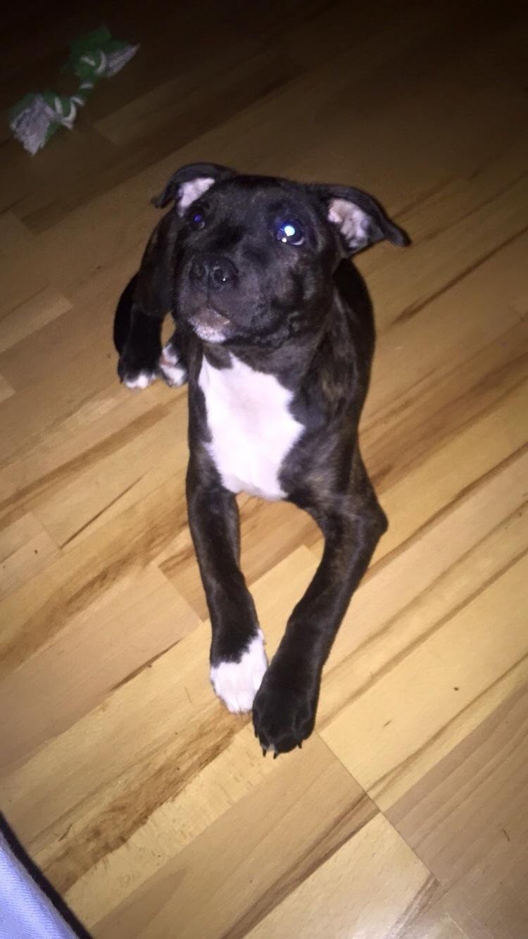 Staffordshire bull terrier Taya billede 17