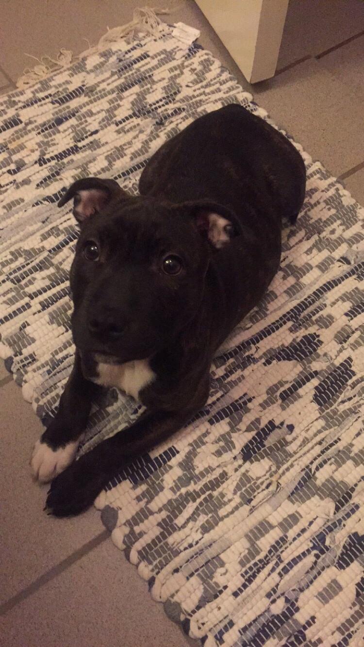 Staffordshire bull terrier Taya billede 18