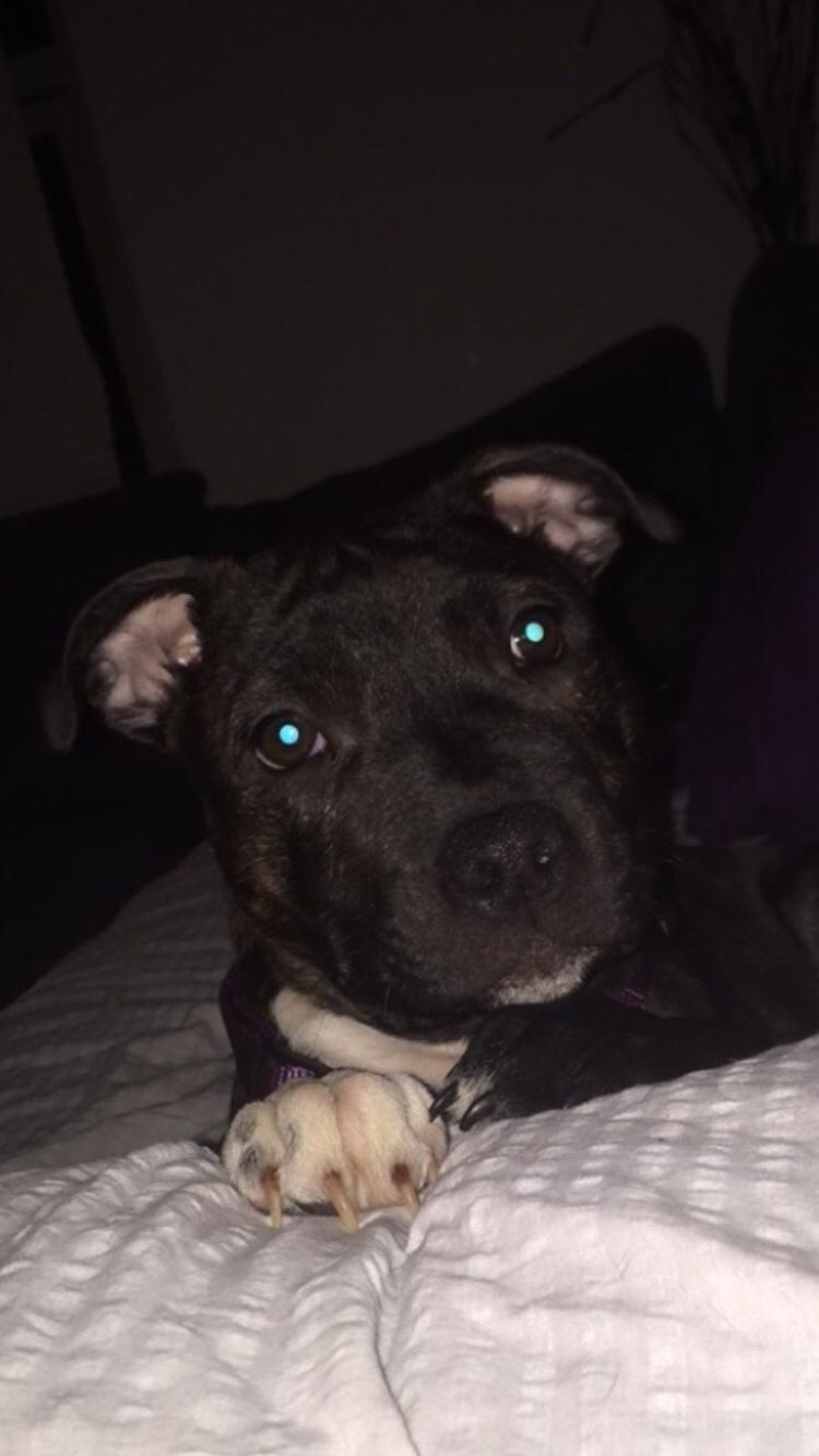 Staffordshire bull terrier Taya billede 20