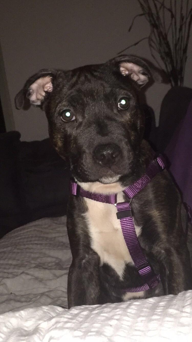 Staffordshire bull terrier Taya billede 19