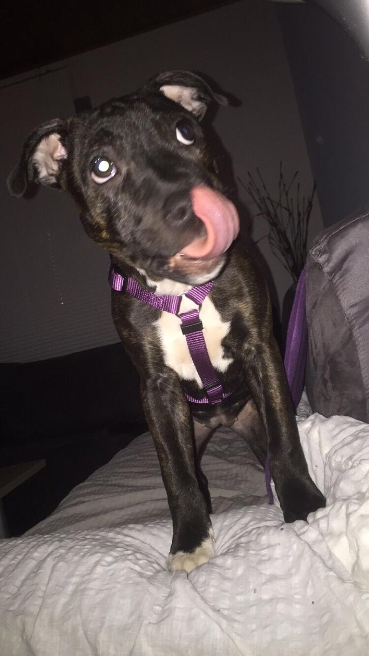 Staffordshire bull terrier Taya billede 21