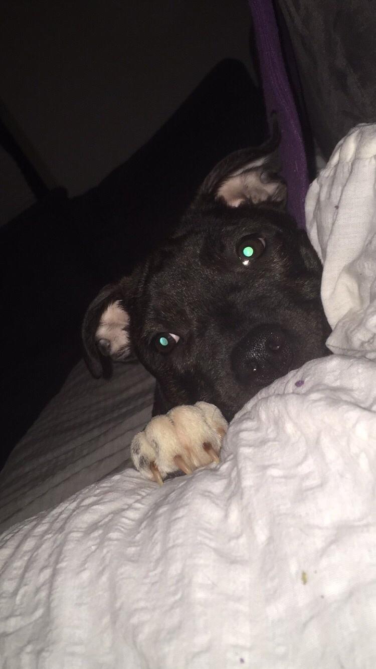 Staffordshire bull terrier Taya billede 22