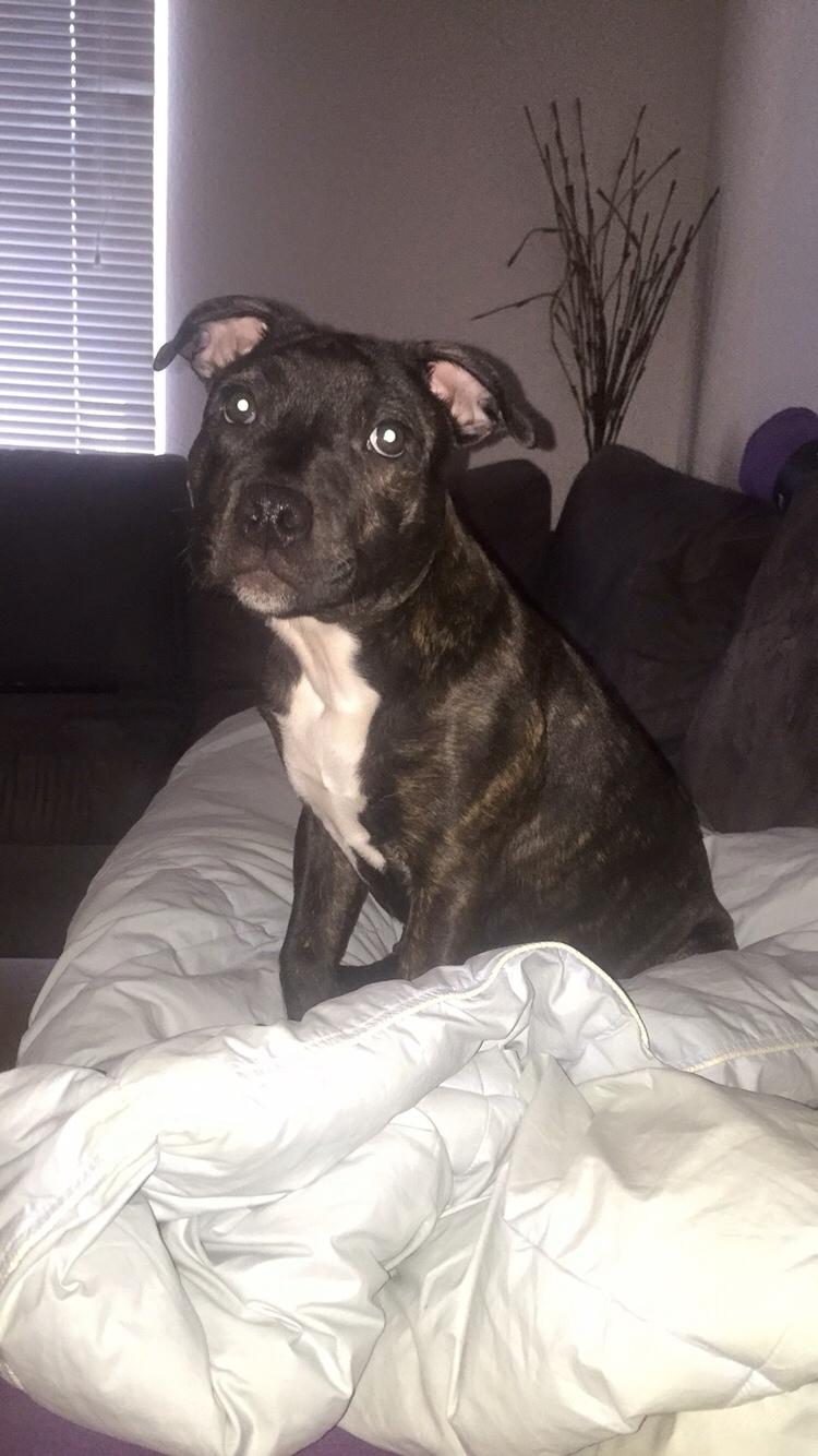 Staffordshire bull terrier Taya billede 23