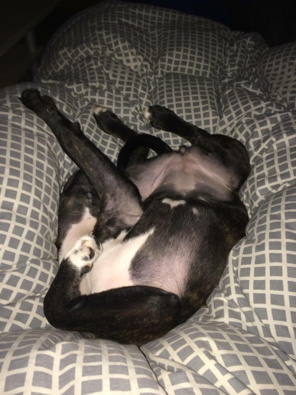 Staffordshire bull terrier Taya billede 25