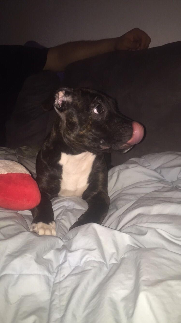 Staffordshire bull terrier Taya billede 24