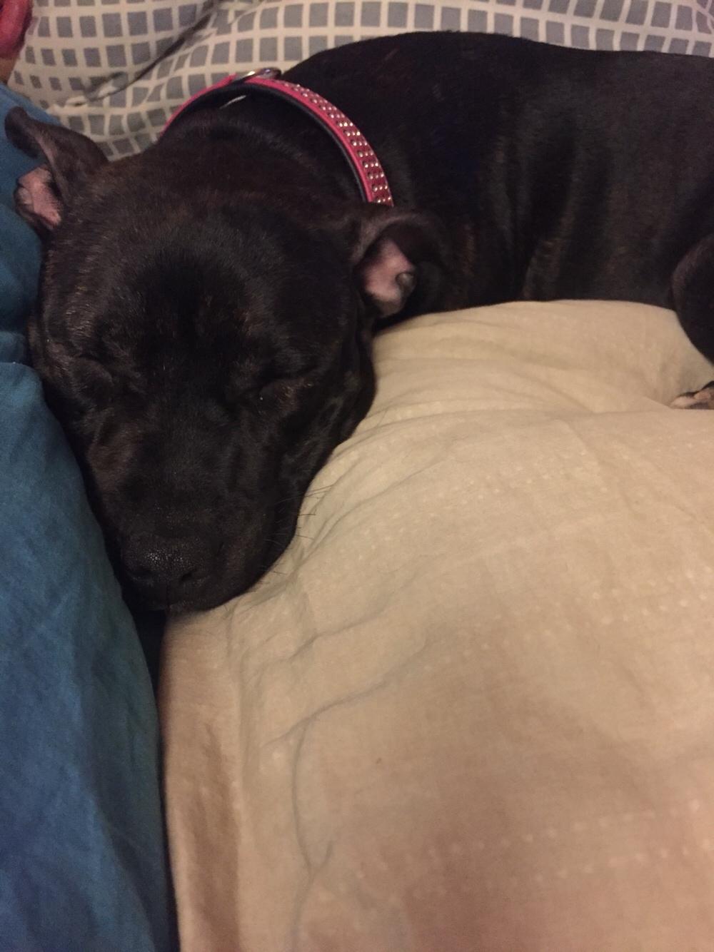 Staffordshire bull terrier Taya billede 26