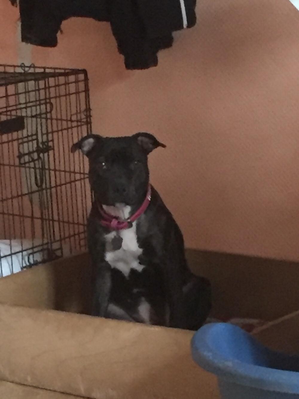 Staffordshire bull terrier Taya billede 27