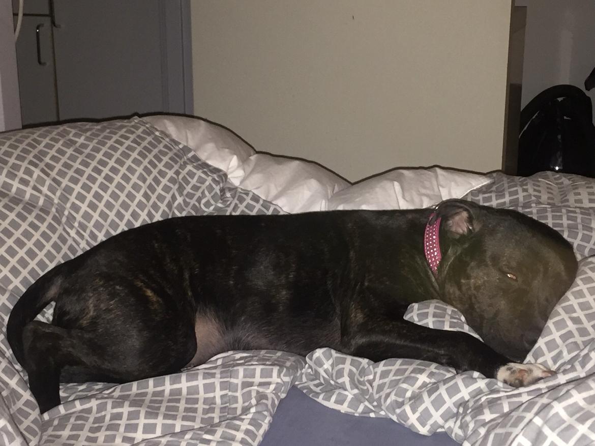 Staffordshire bull terrier Taya billede 28