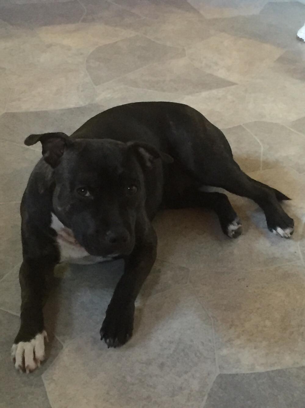 Staffordshire bull terrier Taya billede 29