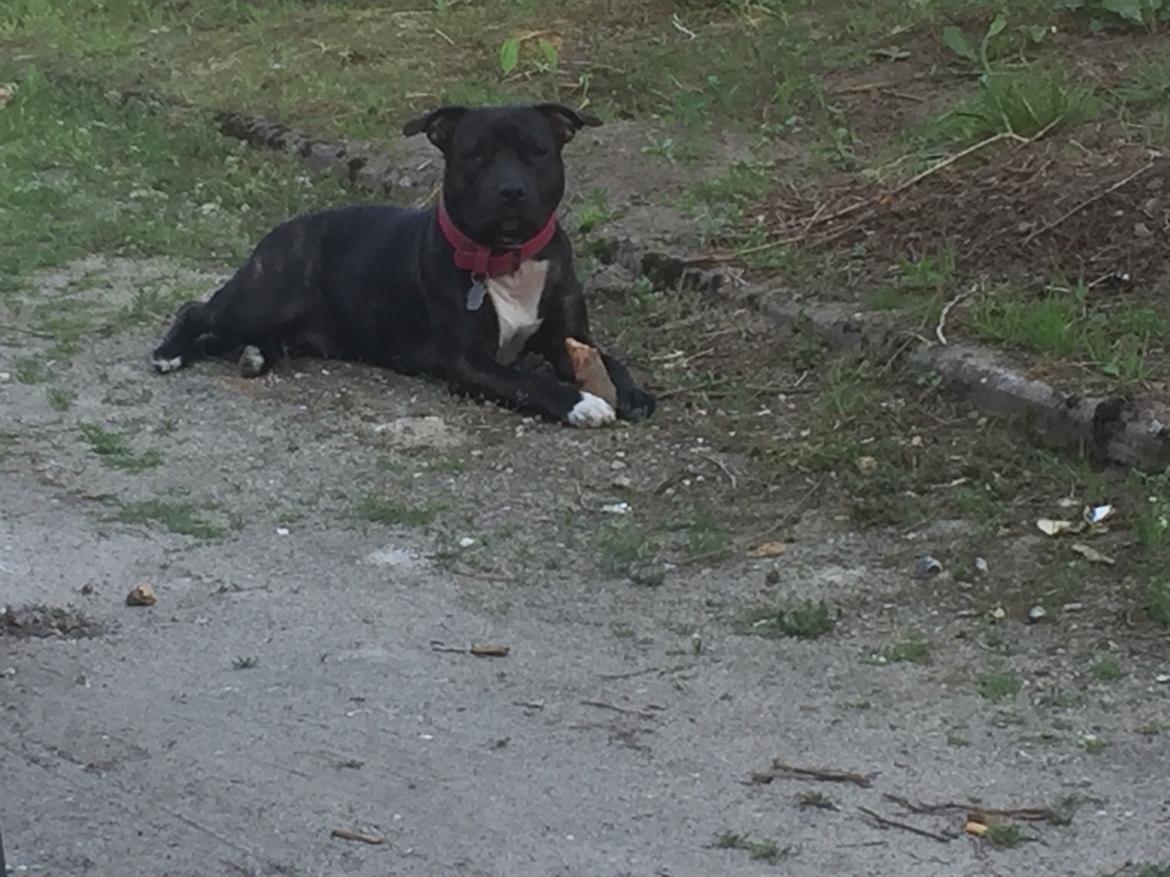 Staffordshire bull terrier Taya billede 30