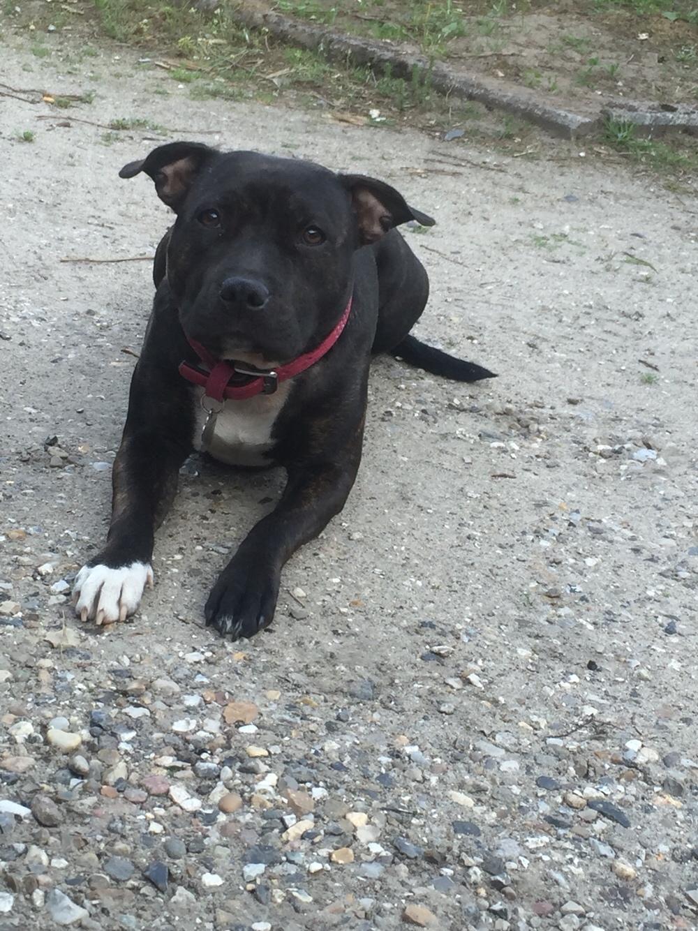 Staffordshire bull terrier Taya billede 31