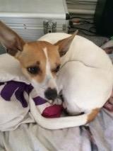 Blanding af racer sussi billede 5