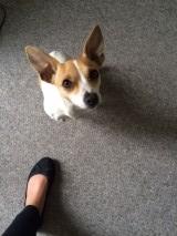 Blanding af racer sussi billede 4