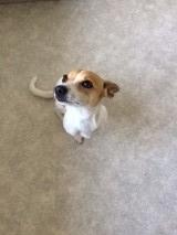 Blanding af racer sussi billede 3