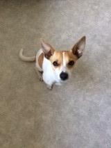 Blanding af racer sussi billede 2