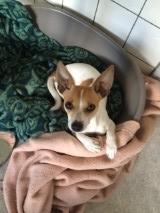 Blanding af racer sussi billede 1