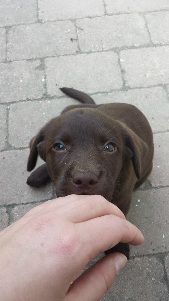 Labrador retriever Dumle billede 7