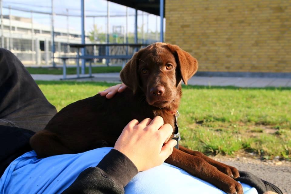 Labrador retriever Dumle billede 45