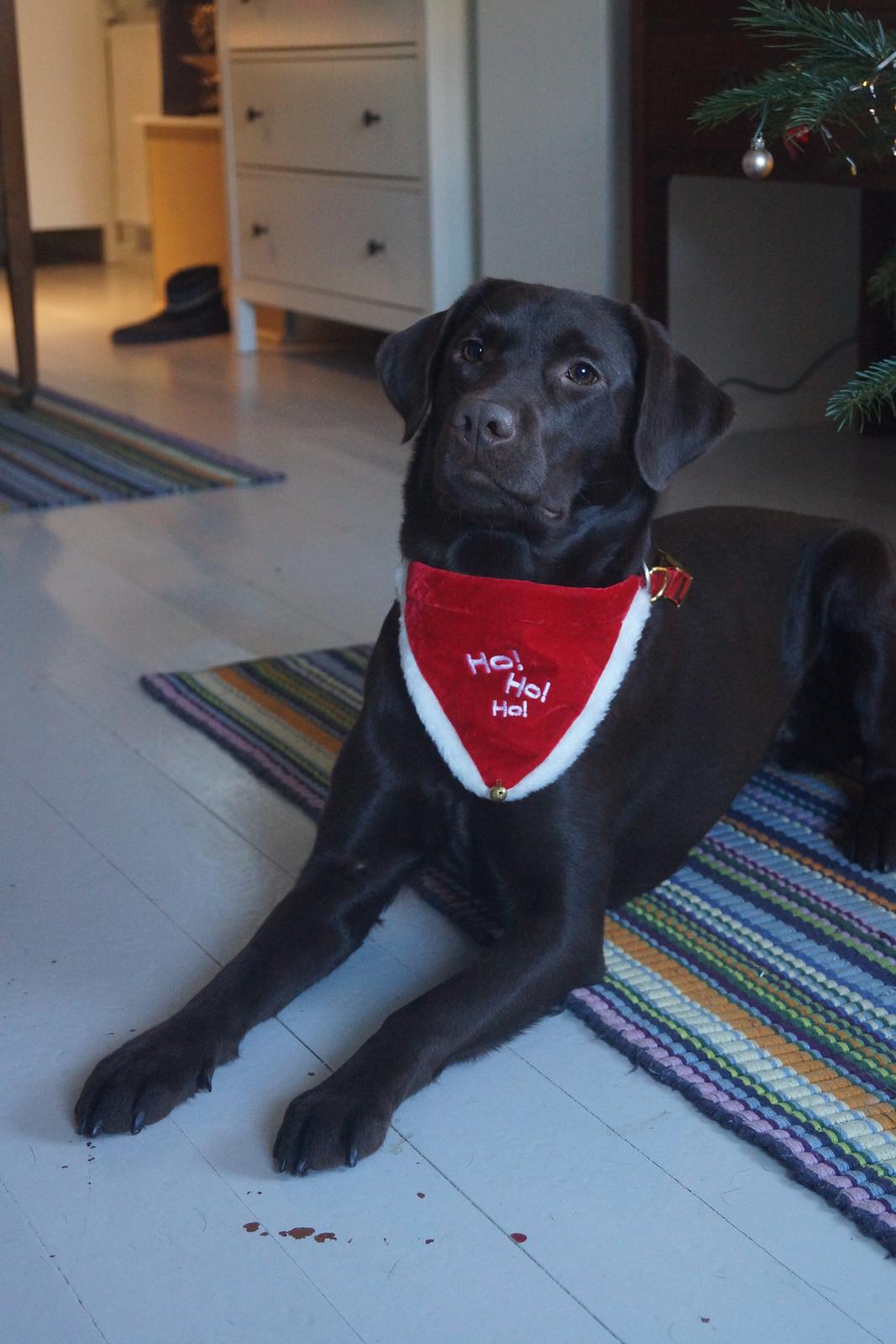 Labrador retriever Dumle billede 44