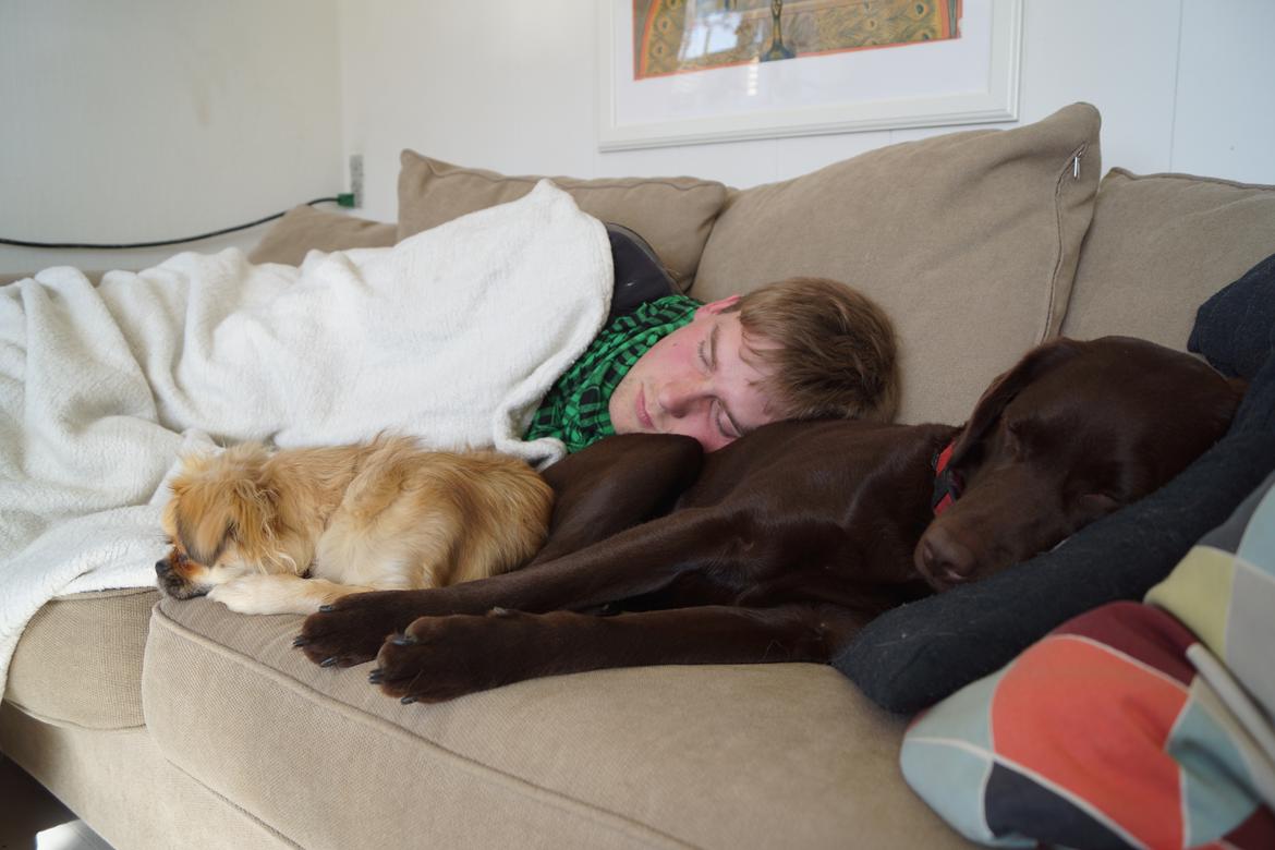 Labrador retriever Dumle billede 46