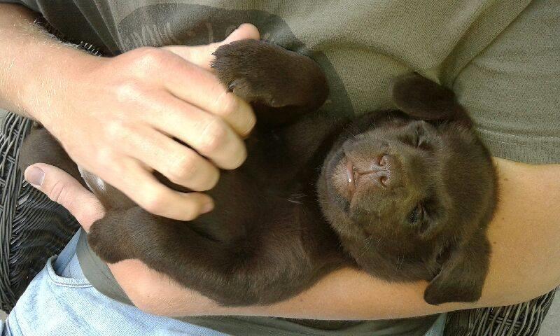 Labrador retriever Dumle billede 28