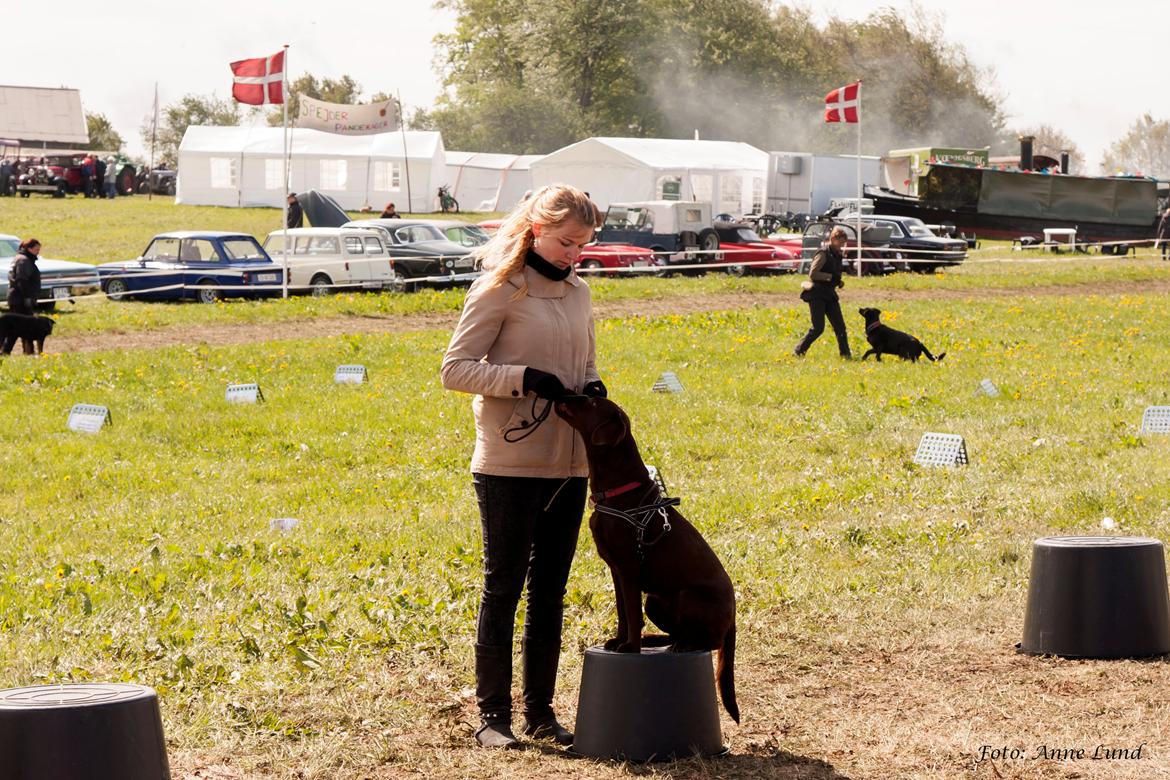 Labrador retriever Dumle billede 49