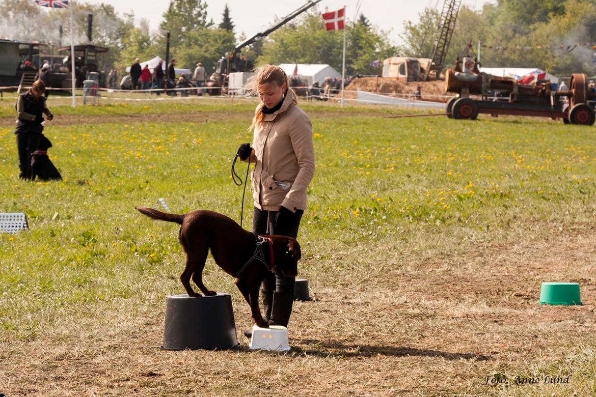 Labrador retriever Dumle billede 16