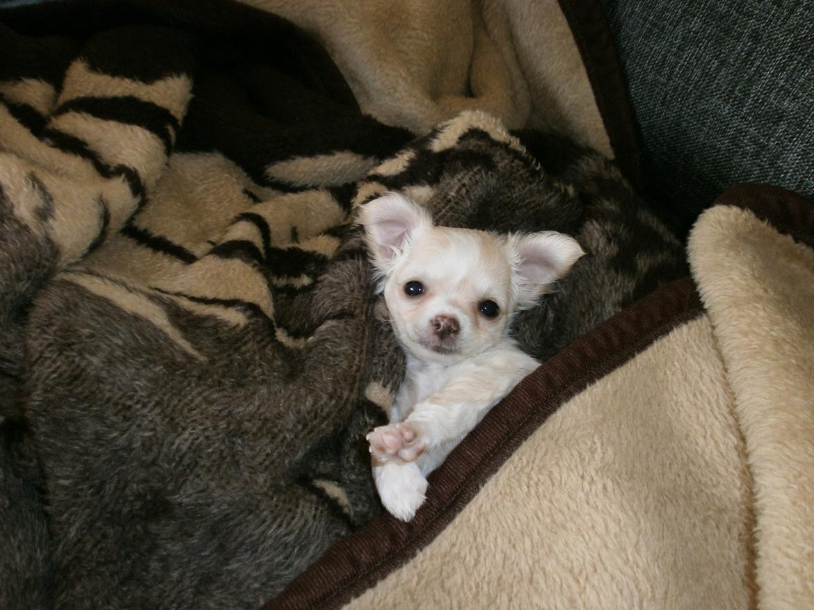 Chihuahua Lia billede 1