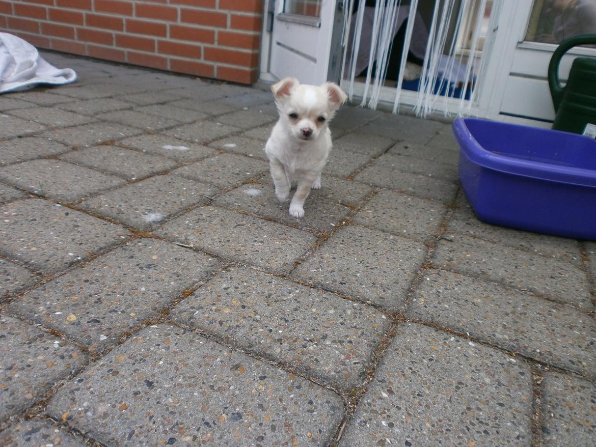 Chihuahua Lia billede 2