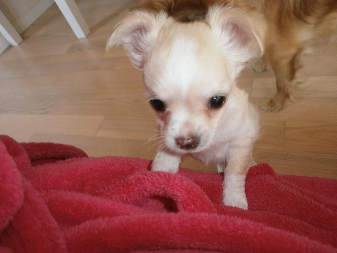 Chihuahua Lia billede 3