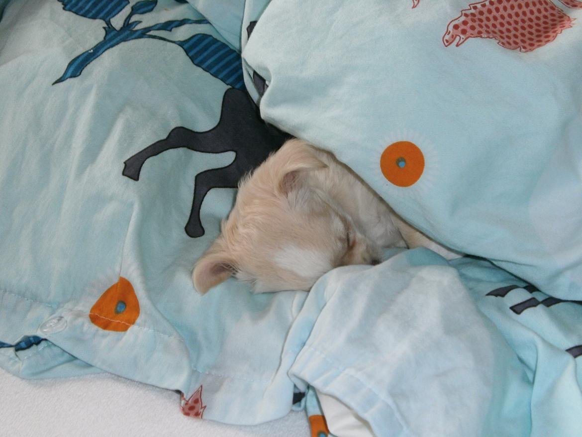 Chihuahua Lia billede 4