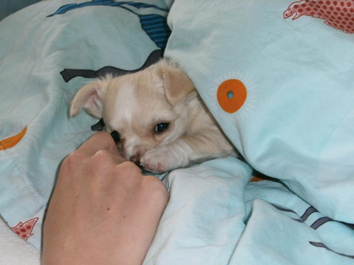 Chihuahua Lia billede 5