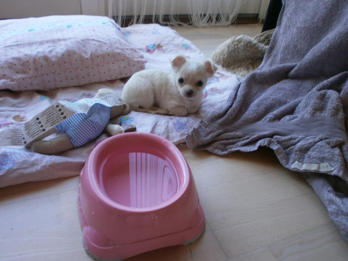 Chihuahua Lia billede 7