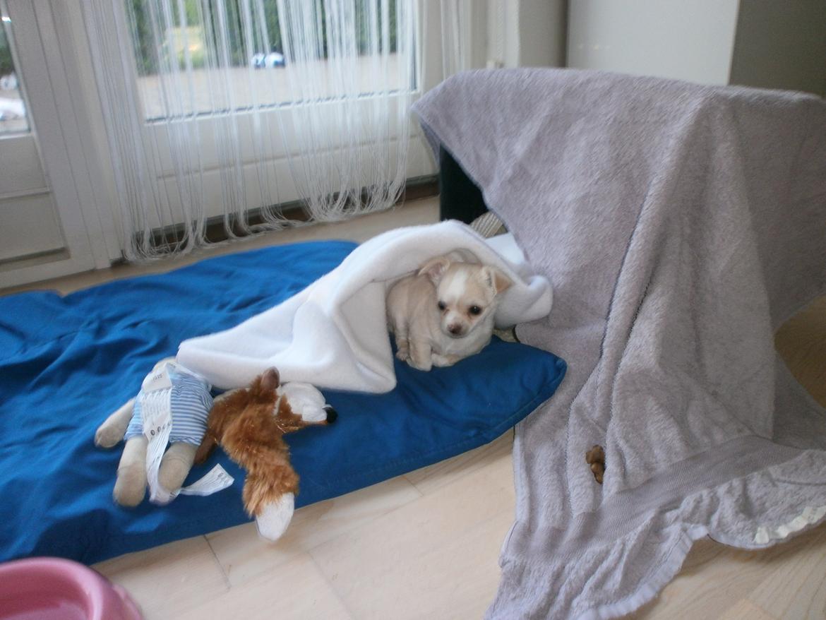 Chihuahua Lia billede 8