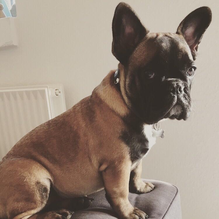 Fransk bulldog Ella billede 7
