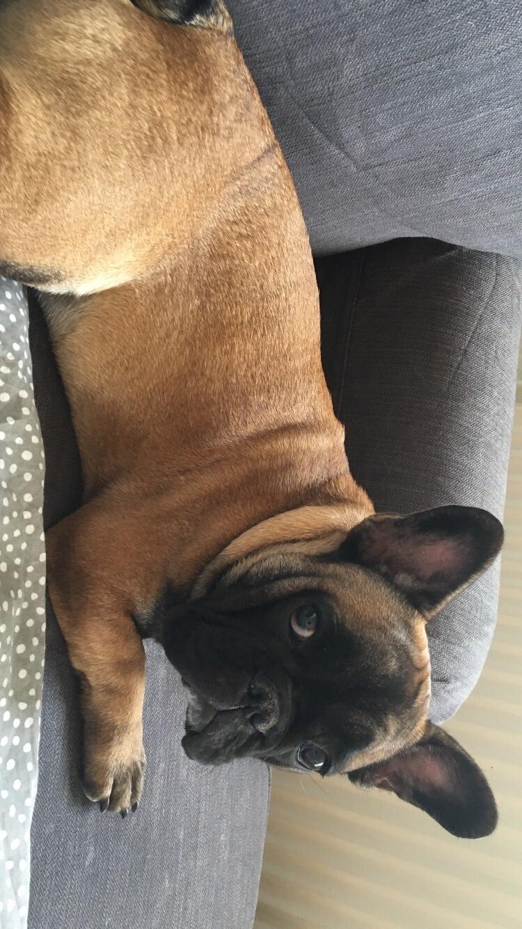 Fransk bulldog Ella billede 6